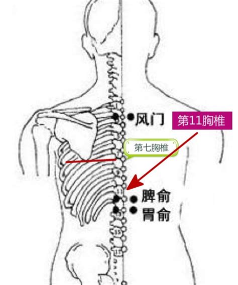 膈俞肝俞间隔几寸(膈俞肝俞的定义/膈俞肝俞间隔的距离/膈俞肝