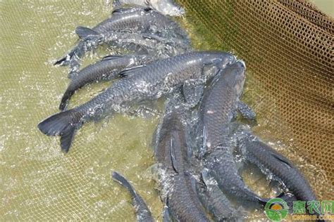 青鱼多少钱一斤市场价2023，养殖