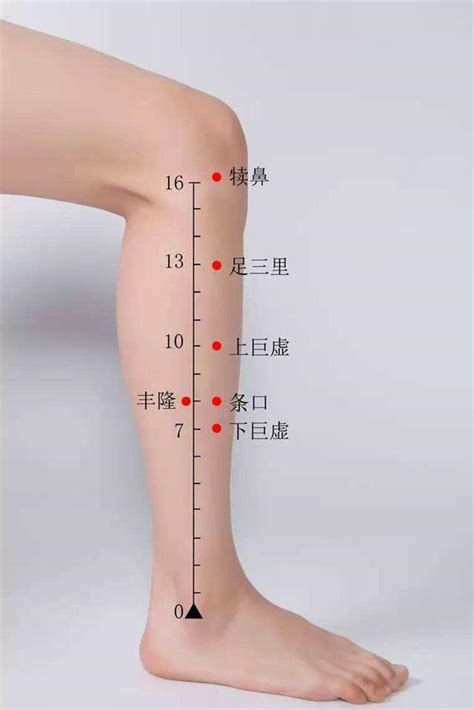 足三里的准确位置图片，握一下膝