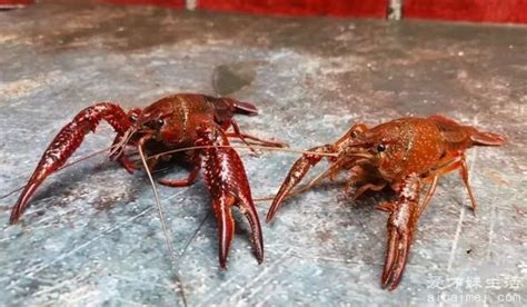 龙虾不会自然老死吗,不会/也不可能无限生长