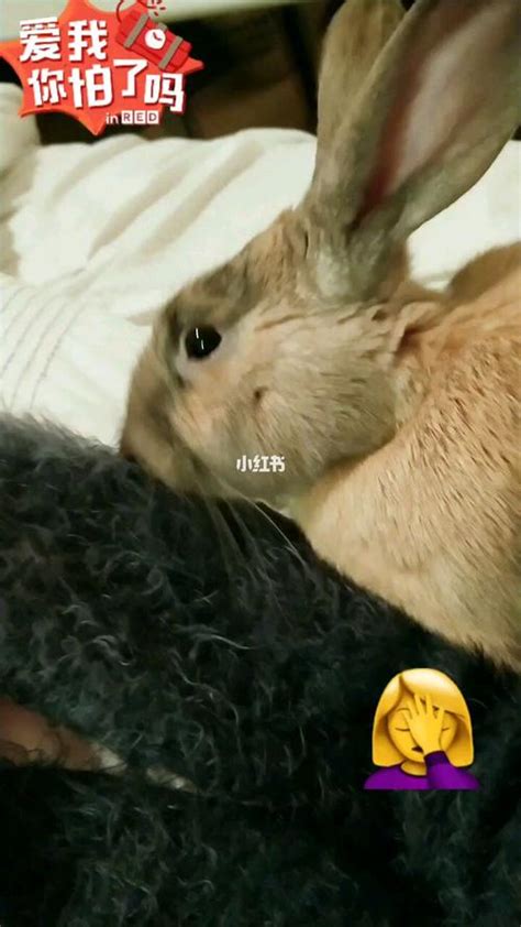 吸小兔兔是什么感觉?探寻吸小兔兔的乐趣与心动