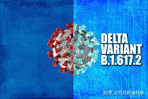¶ǲ¹ڱ(¶
